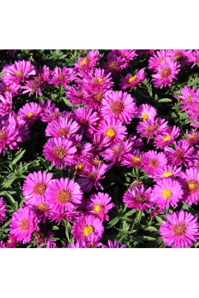 Астра подушковидная Старлайт 